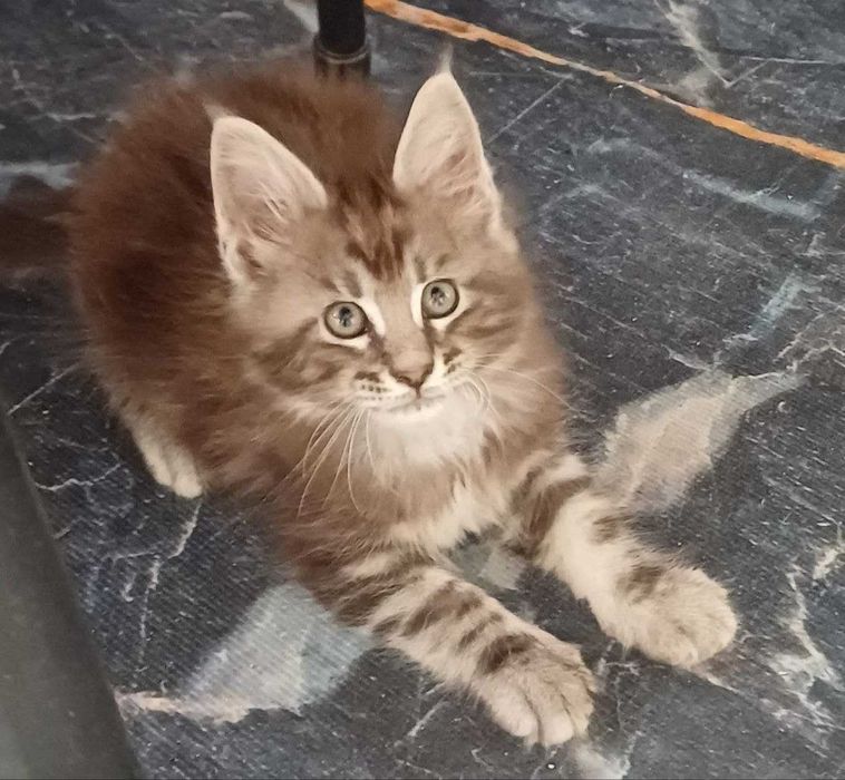 Маленький котенок мейн-кун ищет свой большой дом!