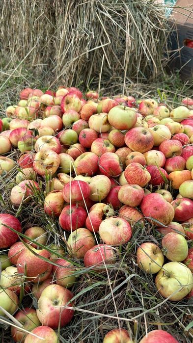Продам яблоки для сухофрукты и компота