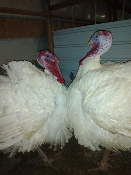 Пуйки ,големи 35кг