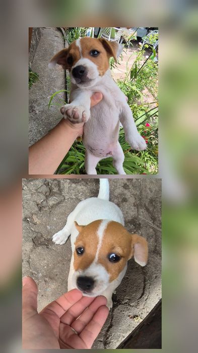 Джак Ръсел кученца