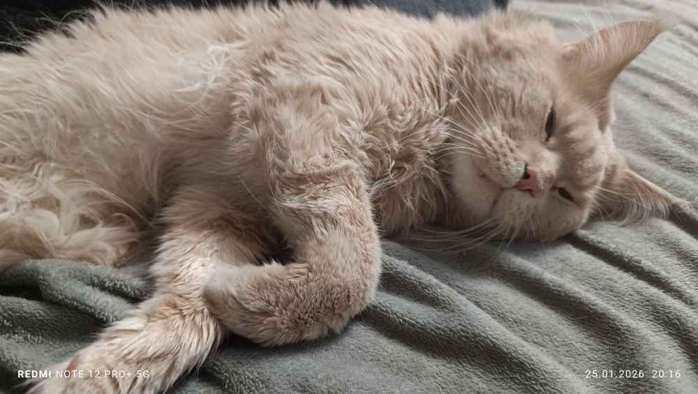 Продам кота Мейнкуна