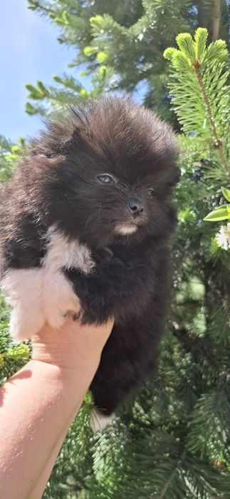 Милые щенки шпица