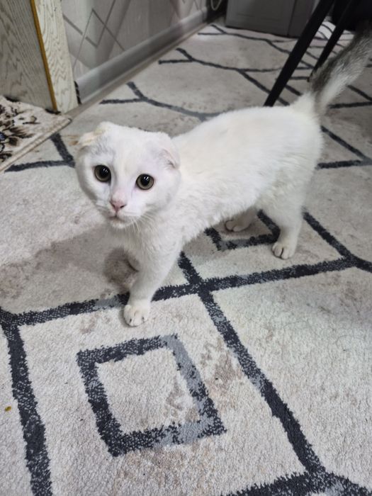 Кошка крассивая и доброя