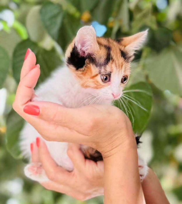Рафаела търси дом