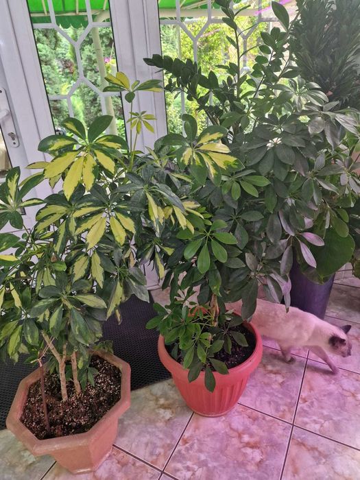 Комнатные растения