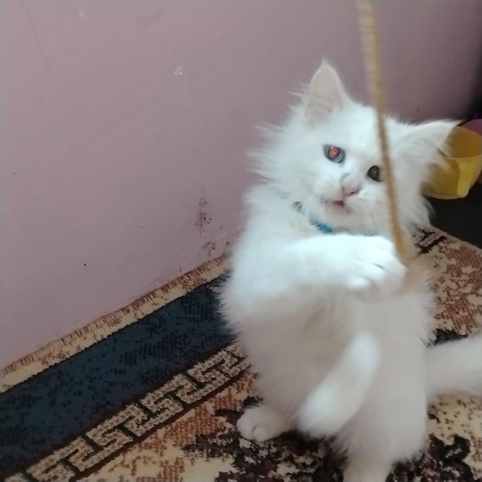 Турецкая вана белая