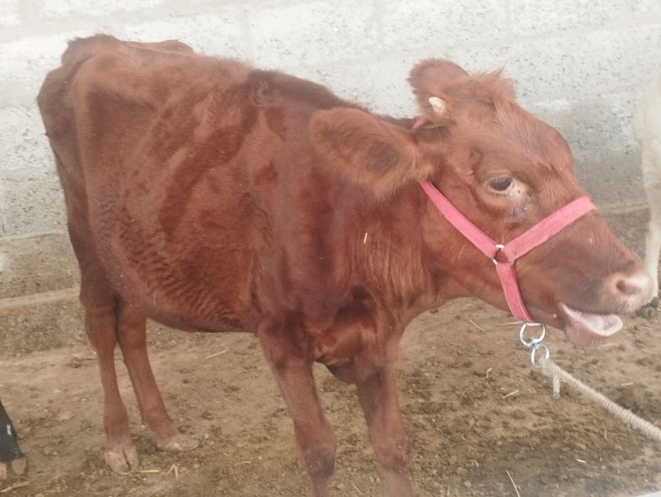 Qizil eston chor palla gʻunojin sotiladi