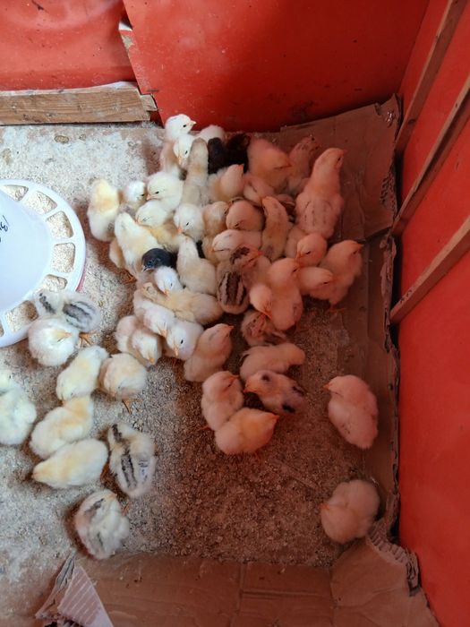 Vând puișori din oua de la găinile din curte!