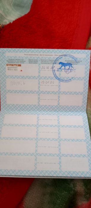 Продам щенка спаниель