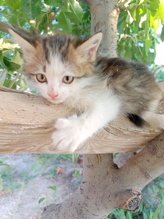 Котята 2 месяца, пушистые