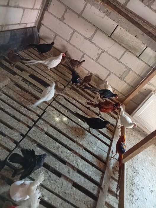 Vând fazani comuni..albi..auriu pe rosu tenebros