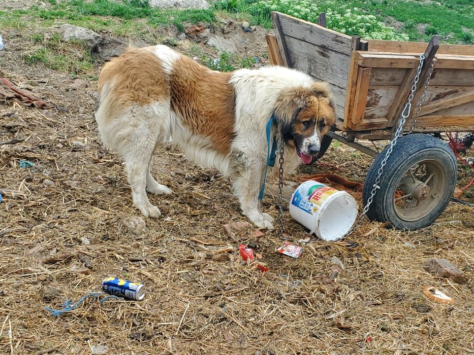 Câine ciobănesc  de vânzare
