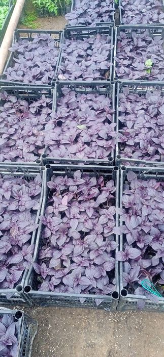 Rayxon VA boshqa mavsumiy gullar