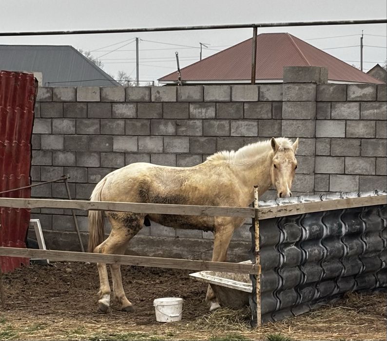 Құнан сатылады еркек