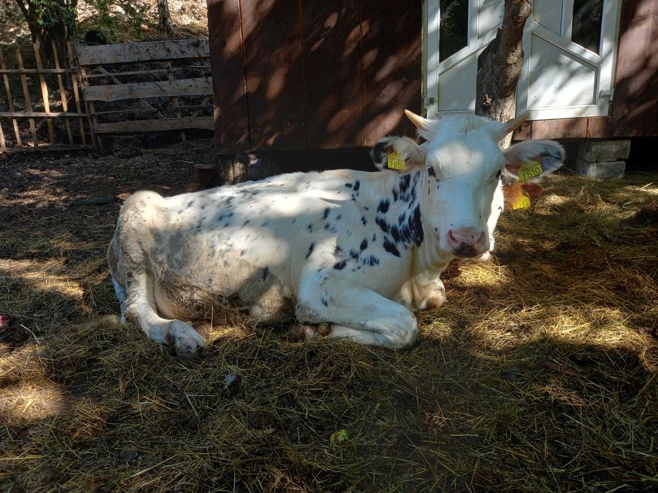 Vitea Holstein originala