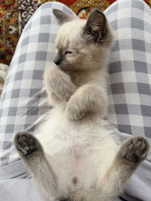 Котята 3-х месячные мальчики