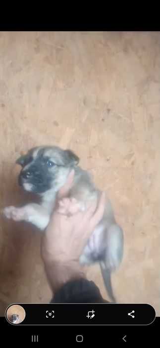 Щенки . 1 месяц.