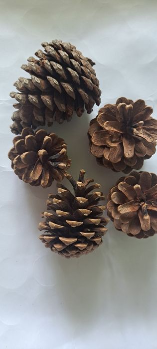 Шишки ёловые 45 шт