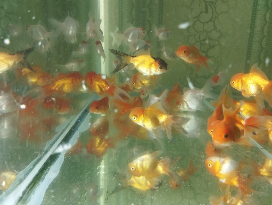 Золотые рыбки Аранда,красная шапочка и телескопы