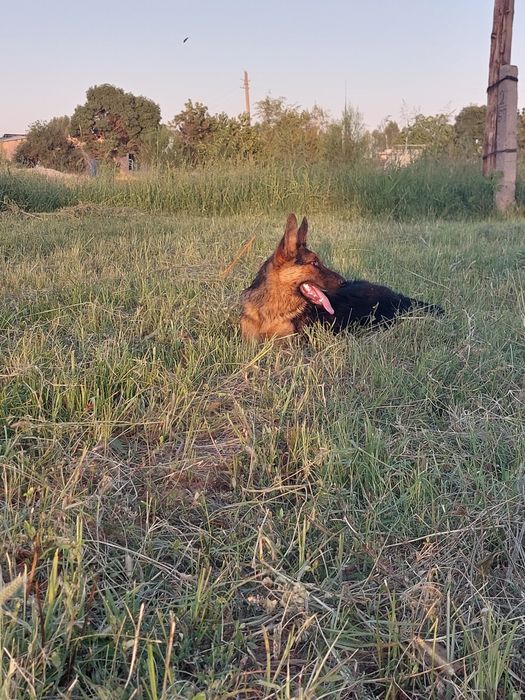 Прадаю собаку в надёжные руки