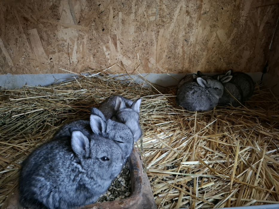 Iepuri de toate vârstele