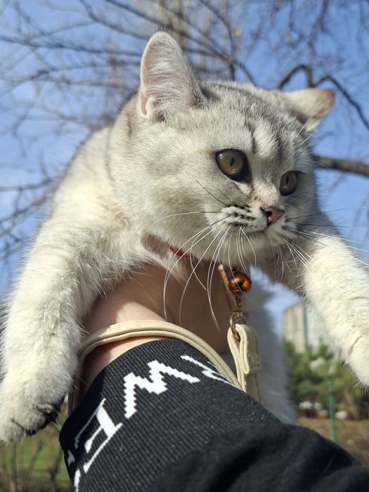 Mushukcha sotiladi qiz