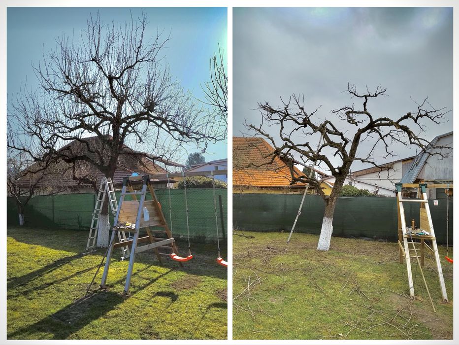 Curățare, plantare pomi fructiferi, copaci, zmeuri, muri, viță de vie