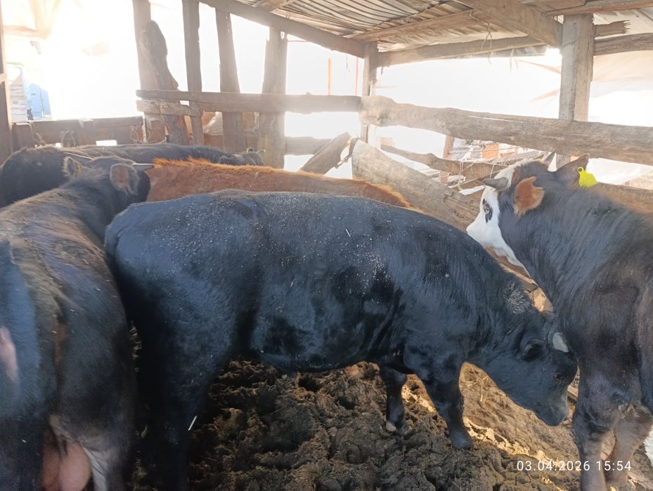 Продам хороших бычков