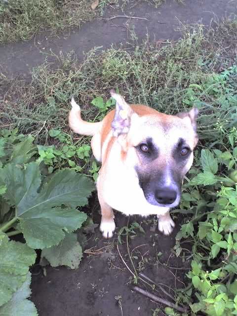 Собака в добрые руки