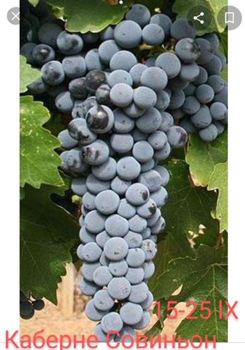 Лози за вкореняване