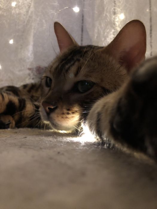 Вязка кота ищет кошечку