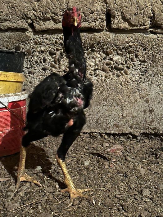 Бойцовый тауыктар сатылады