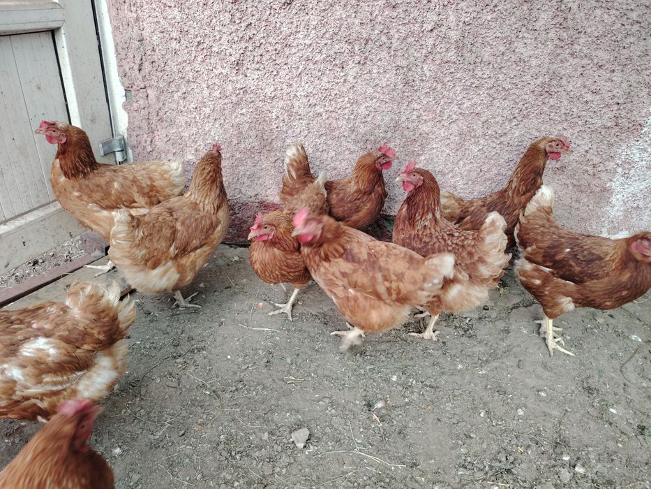 продам курей ломан браун