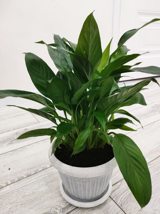 Цветы на подарок.  Есть доставка