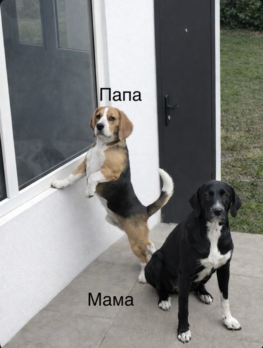 Щенок девочка, помесь бигля, бесплатно