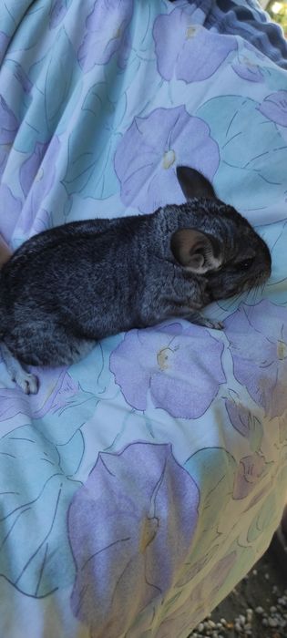 Pui chinchilla, chinchila, șinșila gri standard