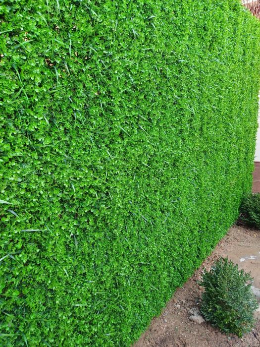 Lanshaft zelin iskustviniy gullar лоншафт искуствиний