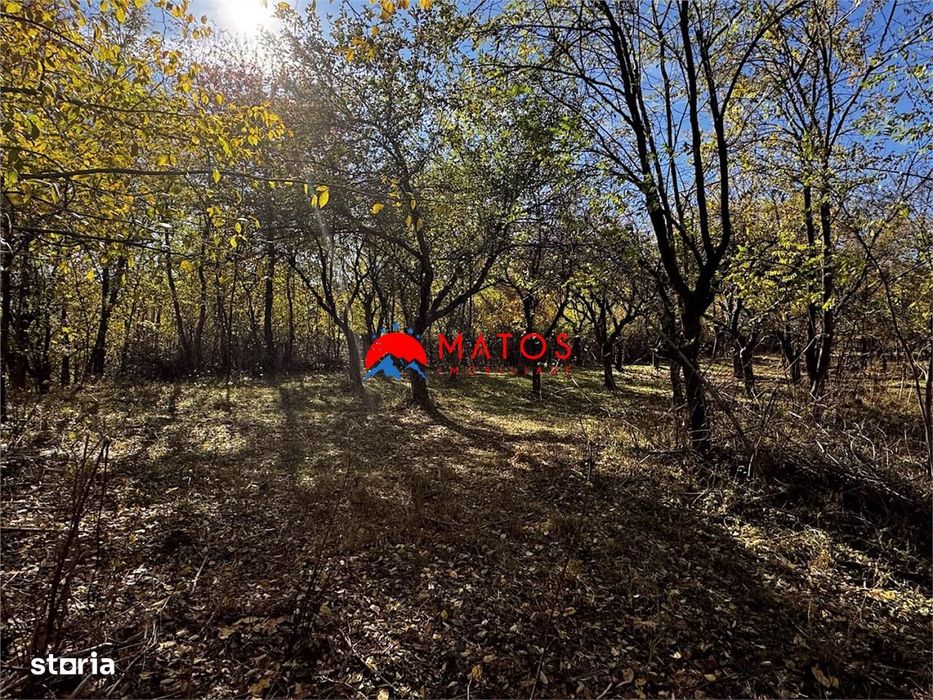 Teren intravilan 6.842 mp de vanzare in Poiana Campina, vedere placuta