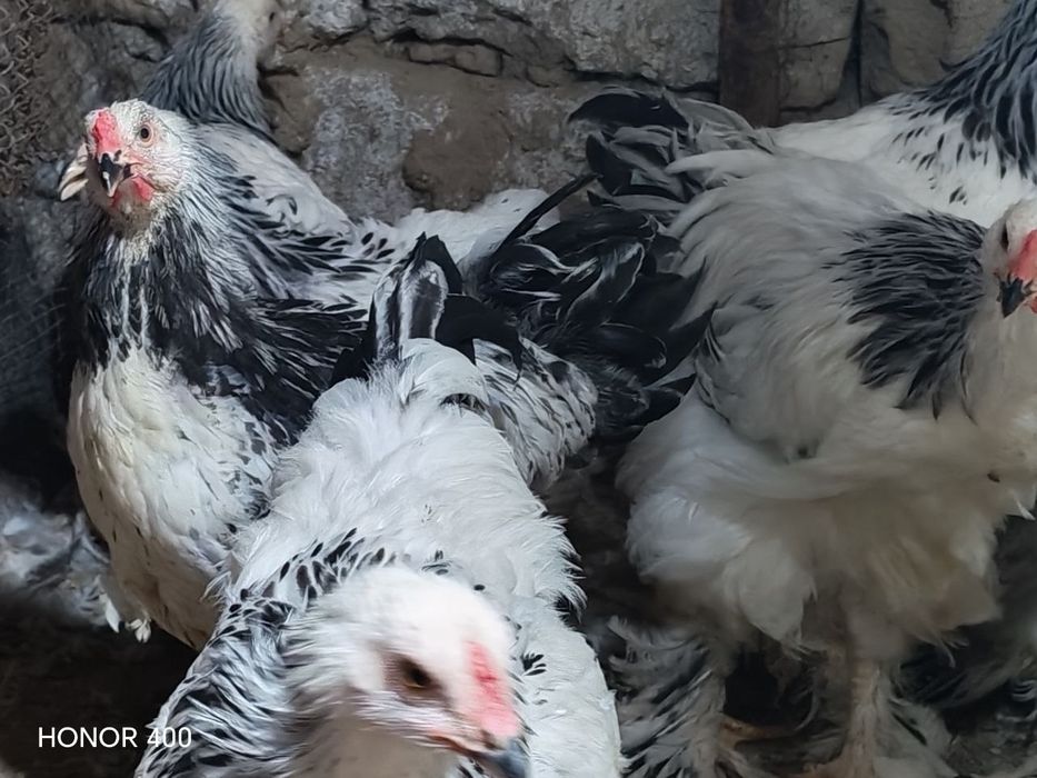 Брама соглом товуклари сотилади. 15та