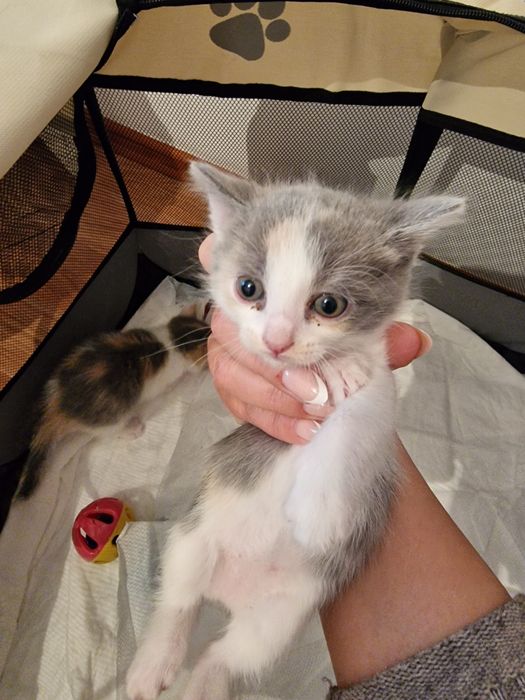 Отдам котят в добрые руки