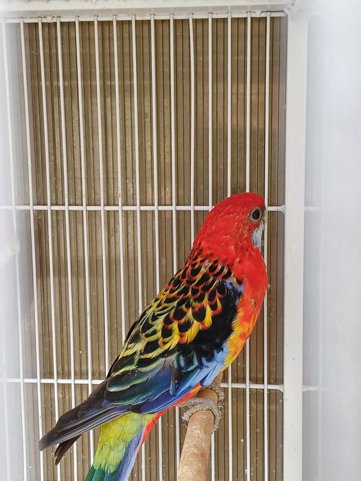 Vând perusi pui,maturi cântatori nimfe kakariki rosella  turturele .