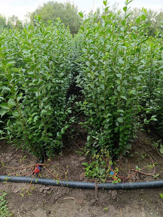 Лигуструм - Жив плет