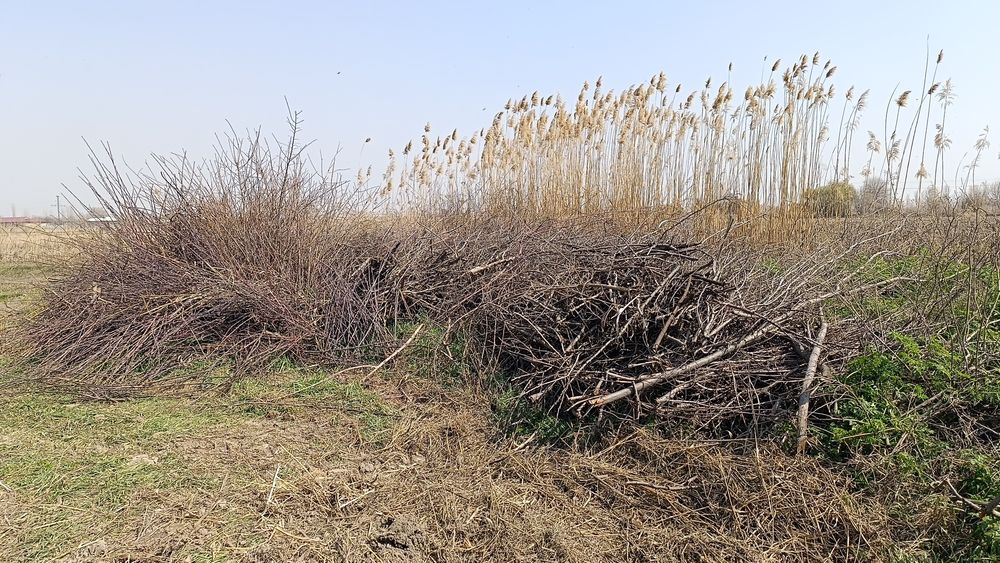 Daraxt shohlari sotiladi. Quruq o'tin.