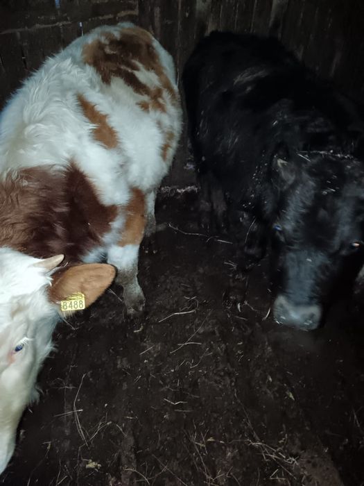 2 tauri unul baltat iar celalalt august iar viteau tot angus