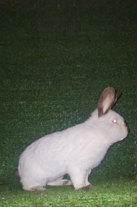 Yevro  Kaliforniya  erkak  sames  sotiladi