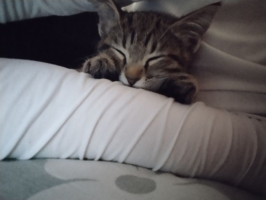 Hadiyaga mushukcha beriladi