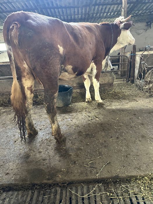 Vând vaca gestantă bălțata romaneasca