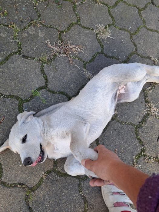 Pui de Labrador fetiță, 3 luni