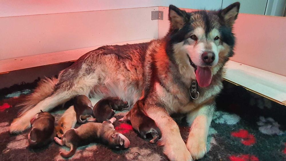 pui Malamut de Alaska cu pedigree - calitate exceptionala