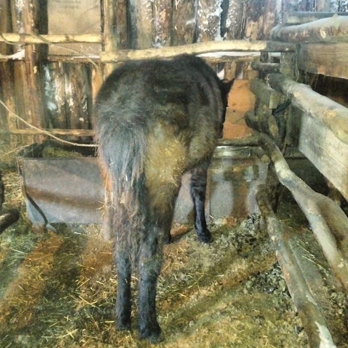 Жабағы сатылады еркек